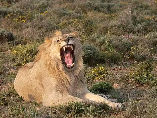 Lions capturés à Lubumbashi : Une alerte maîtrisée mais une sécurité animalière remise en cause